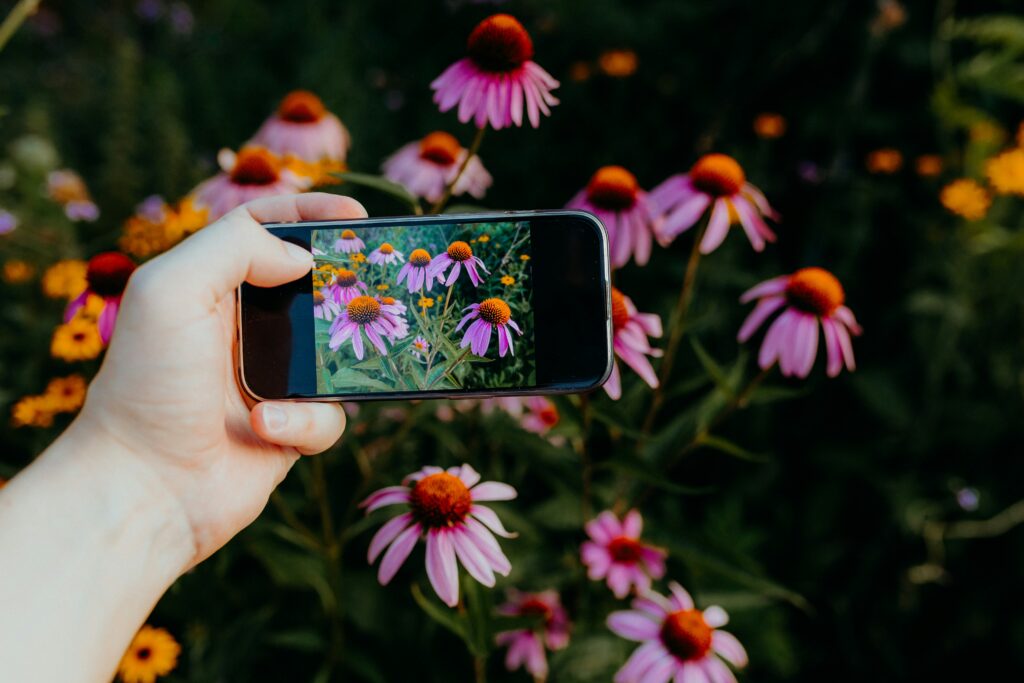 Arm einer Person, die mit dem Handy ein Foto von rosa Blumen macht