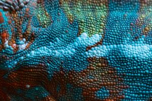 Bunte Haut eines Chamäleons